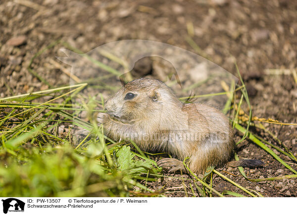 Schwarzschwanz-Prriehund / black-tailed prairie dog / PW-13507