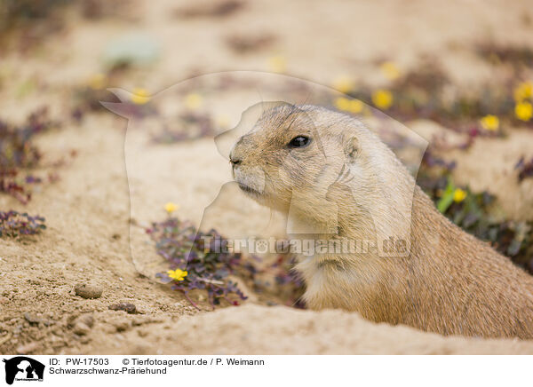 Schwarzschwanz-Prriehund / black-tailed prairie dog / PW-17503