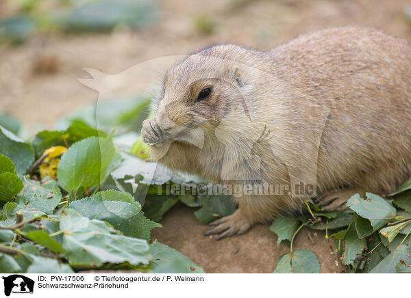 Schwarzschwanz-Prriehund / black-tailed prairie dog / PW-17506