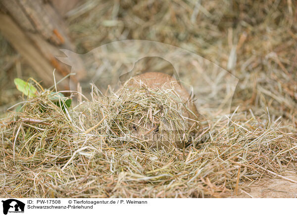 Schwarzschwanz-Prriehund / black-tailed prairie dog / PW-17508