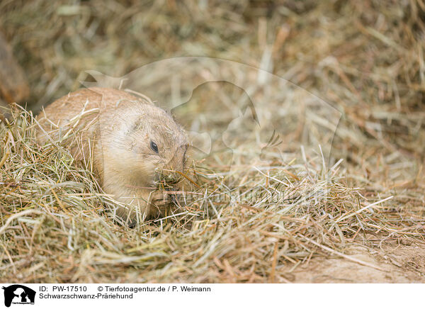 Schwarzschwanz-Prriehund / black-tailed prairie dog / PW-17510