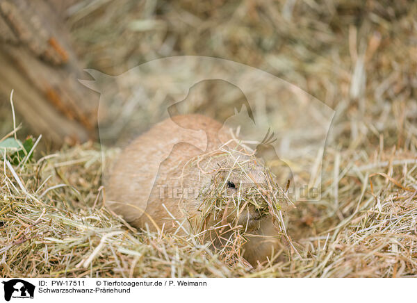 Schwarzschwanz-Prriehund / black-tailed prairie dog / PW-17511