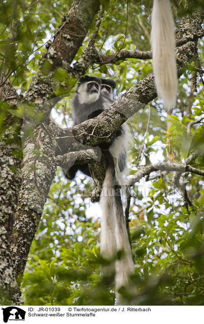 Schwarz-weier Stummelaffe / black-and-white colobus / JR-01039