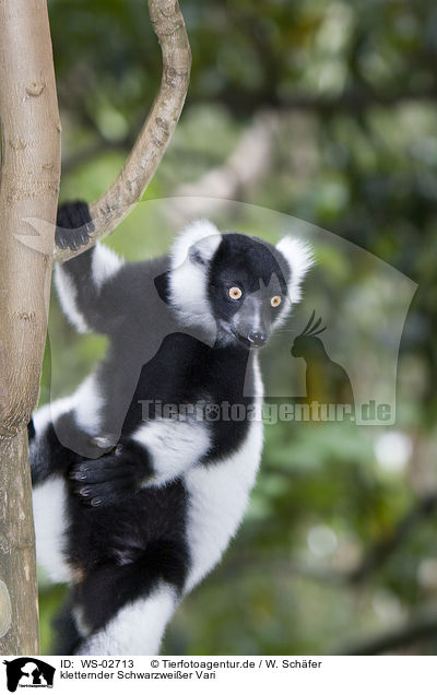 kletternder Schwarzweier Vari / climbing black-and-white Ruffed Lemur / WS-02713