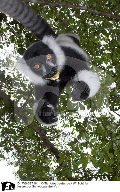fressender Schwarzweier Vari / eating black-and-white Ruffed Lemur / WS-02718