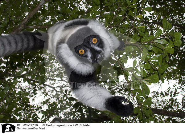Schwarzweier Vari / black-and-white Ruffed Lemur / WS-02719