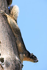 Sherman-Fuchshörnchen