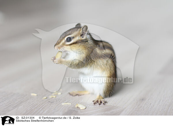 Sibirisches Streifenhrnchen / Siberian Chipmunk / SZ-01304