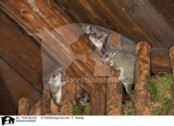 Siebenschl�fer / dormice / THA-06192