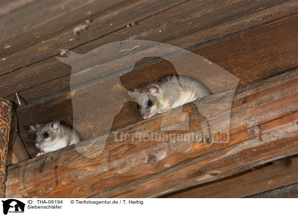 Siebenschl�fer / dormice / THA-06194