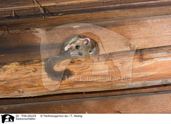 Siebenschlfer / dormouse / THA-06229