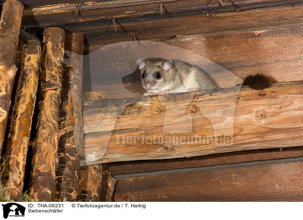 Siebenschlfer / dormouse / THA-06231