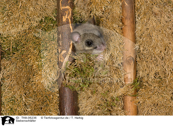 Siebenschlfer / dormouse / THA-06236