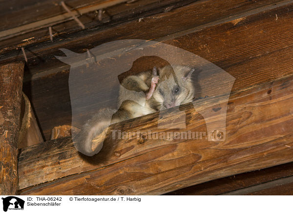 Siebenschlfer / dormouse / THA-06242