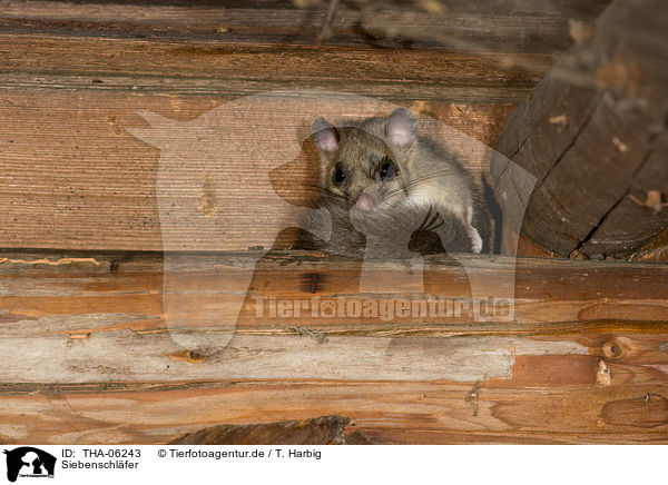 Siebenschlfer / dormouse / THA-06243