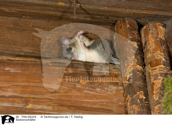 Siebenschlfer / dormouse / THA-06244