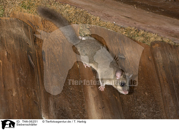 Siebenschlfer / dormouse / THA-06251
