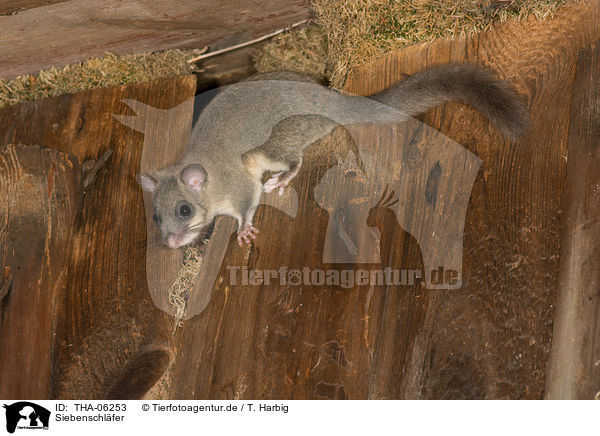 Siebenschlfer / dormouse / THA-06253