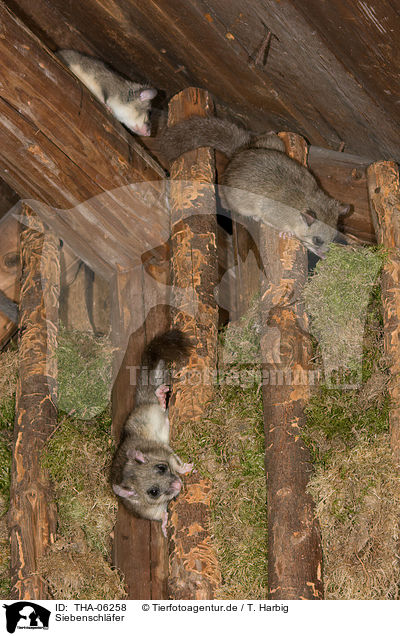 Siebenschlfer / dormice / THA-06258