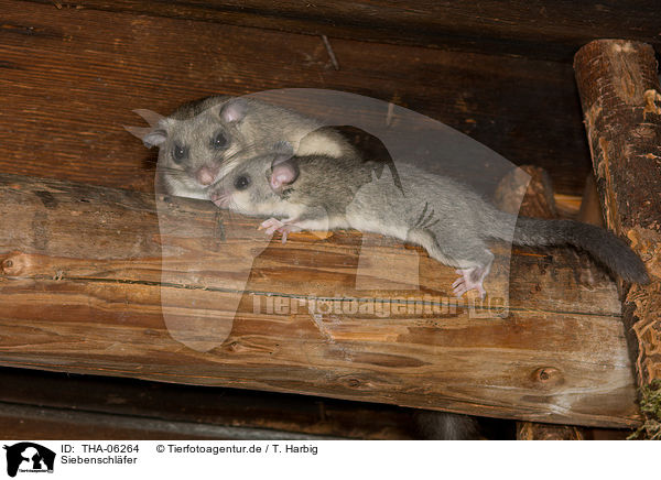 Siebenschlfer / dormice / THA-06264