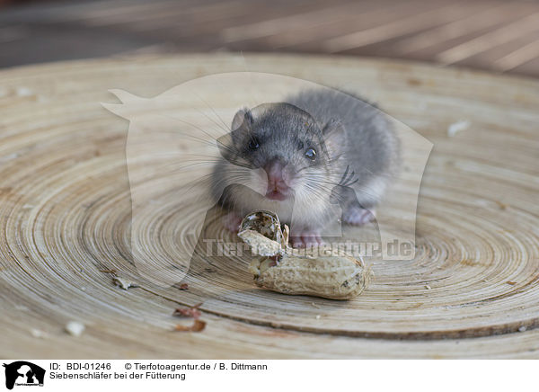 Siebenschlfer bei der Ftterung / Dormouse feeding / BDI-01246