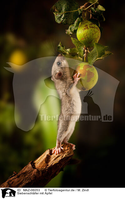 Siebenschlfer mit Apfel / dormouse with apple / MAZ-06053