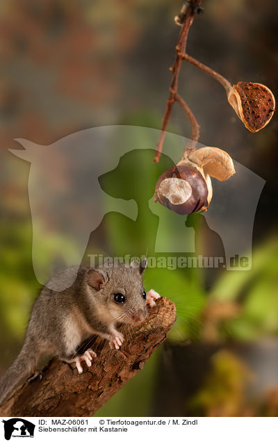 Siebenschlfer mit Kastanie / dormouse with chestnut / MAZ-06061