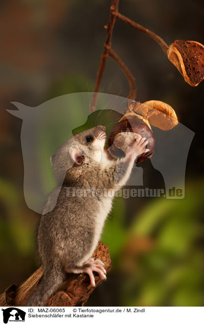 Siebenschlfer mit Kastanie / dormouse with chestnut / MAZ-06065