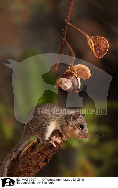 Siebenschlfer mit Kastanie / dormouse with chestnut / MAZ-06071