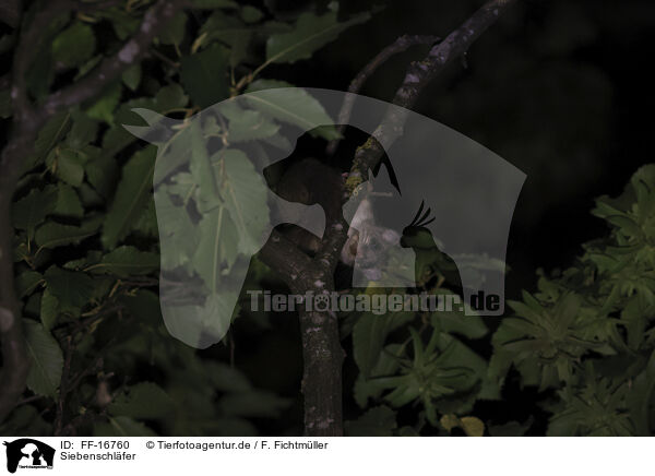 Siebenschl�fer / dormouse / FF-16760