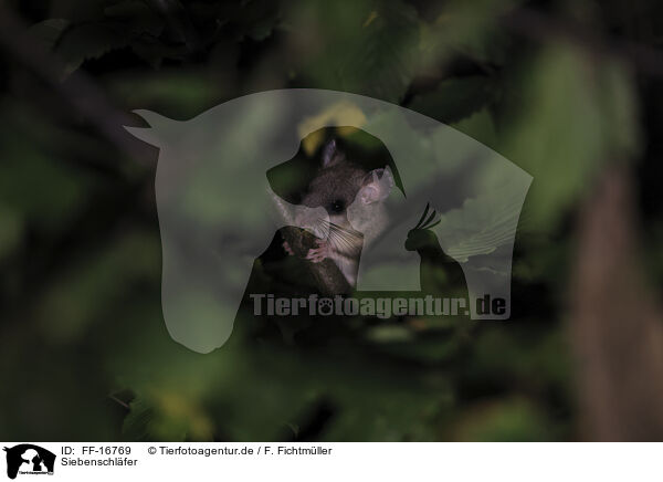 Siebenschl�fer / dormouse / FF-16769