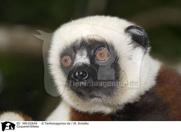 Coquerel-Sifaka / Coquerel Sifaka / WS-02848