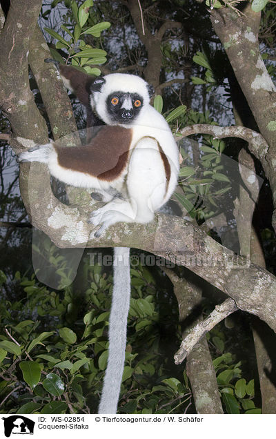 Coquerel-Sifaka / WS-02854