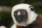 Coquerel-Sifaka