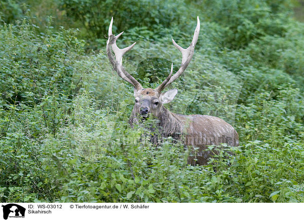 Sikahirsch / sika deer / WS-03012