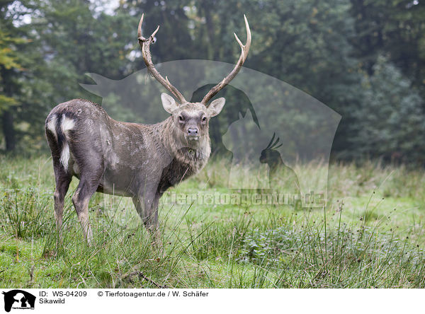 Sikawild / Sika deer / WS-04209