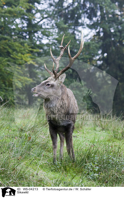 Sikawild / Sika deer / WS-04213