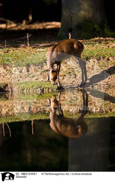 Sikawild / Sika deer / MBS-04561