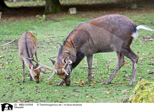 Sikawild / Sika deer / MBS-04568