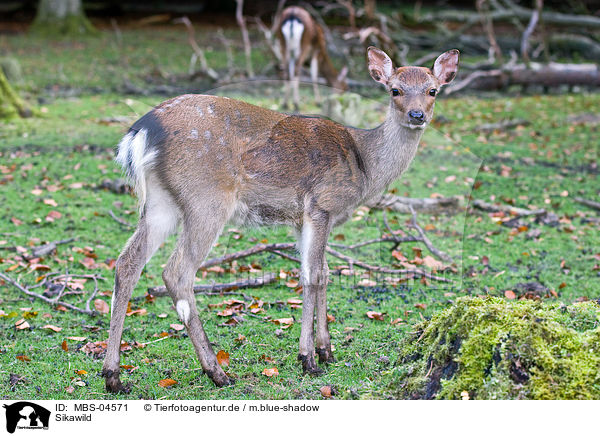 Sikawild / Sika deer / MBS-04571