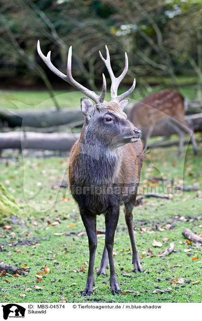 Sikawild / Sika deer / MBS-04574