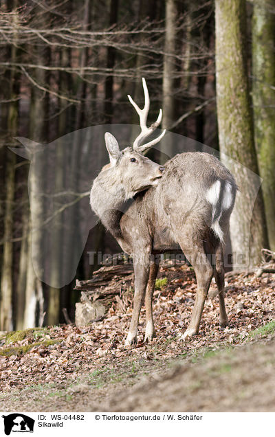 Sikawild / Sika deer / WS-04482