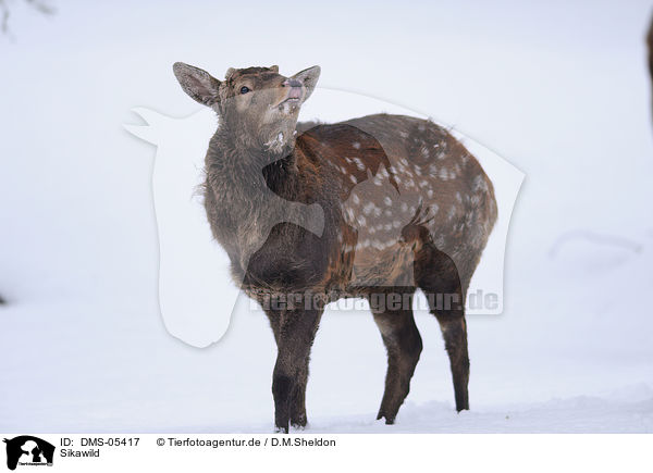 Sikawild / Sika deer / DMS-05417
