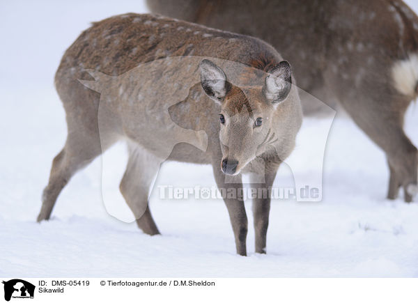 Sikawild / Sika deer / DMS-05419