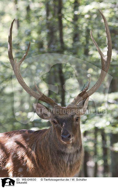 Sikawild / Sika deer / WS-04830