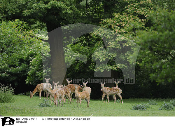 Sikawild / Sika deer / DMS-07011