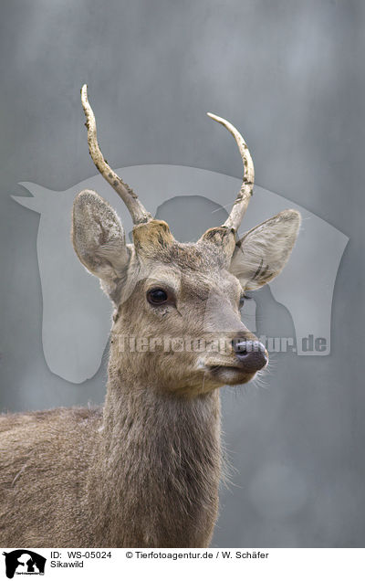 Sikawild / Sika deer / WS-05024