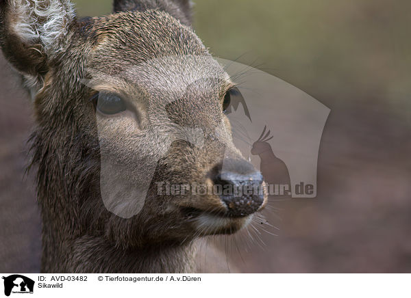 Sikawild / Sika deer / AVD-03482