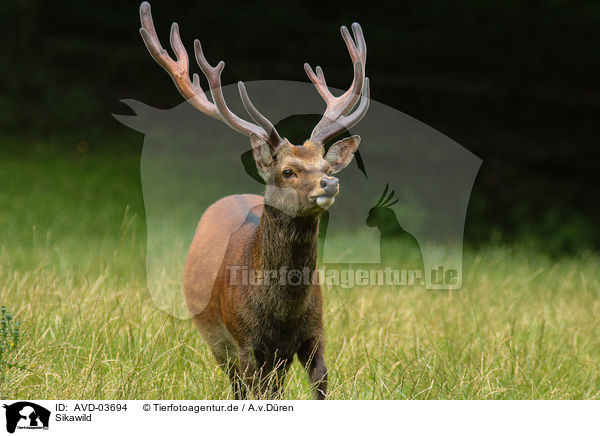 Sikawild / Sika deer / AVD-03694