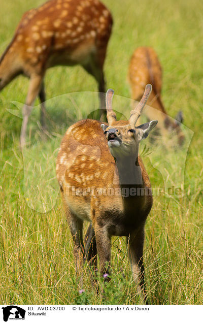 Sikawild / Sika deer / AVD-03700